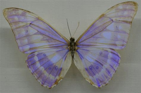 Stock : Purple Butterfly by Deaths-stock on DeviantArt | Purple butterfly, Butterfly, Blue butterfly