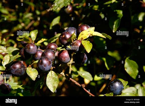 Sloe Berries On The Blackthorn Bush Thorpe Peak District National