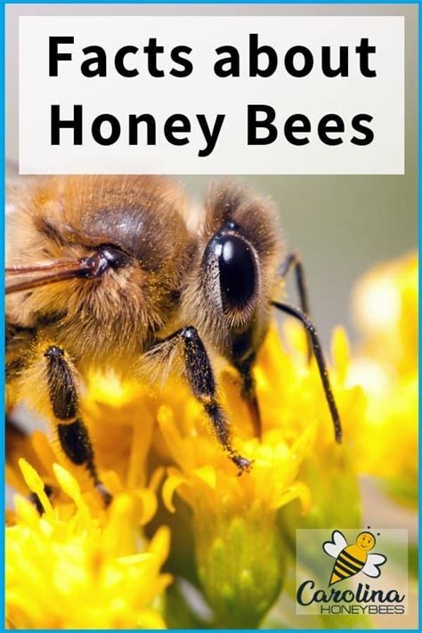 Honey Bee Close Up Featuring Amazing Facts About Honey Bees Honey Bee Facts Bee Wings Bee