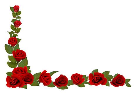 Royalty Free Roses Border Pictures Images And Stock Photos Istock
