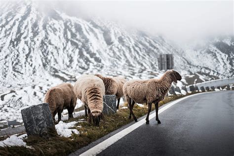 Sheep Crossing Road On Grossglockner Mountain Free Stock Photo Picjumbo