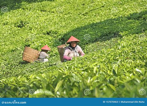 Female Workers Is Picking Tea With Scoop Scissors Editorial Stock Photo