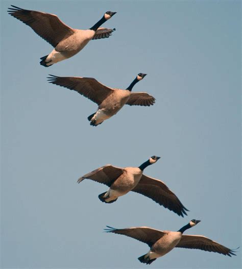 The First Flock Of Geese That Fly Over Honking Headed North In The