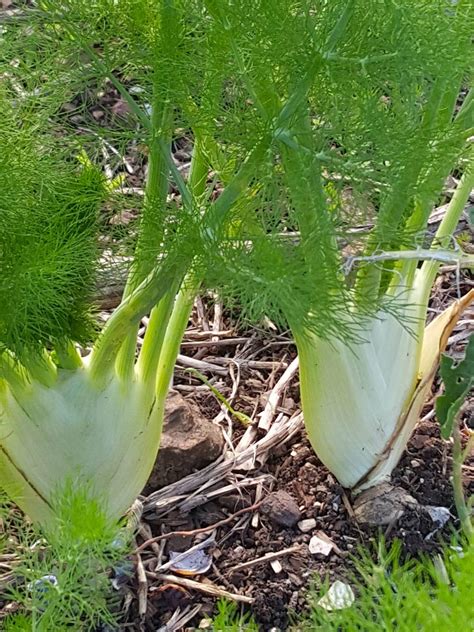 Fennel Bulb Is Gorgeously Crisp In Salads And Tastes Like Artichokes