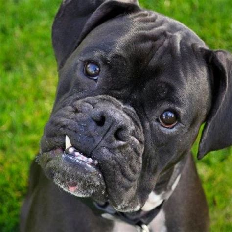 The 25 Best Brindle Boxer Puppies Ideas On Pinterest