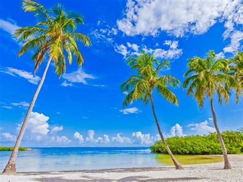 Snorkeling Florida Keys Beaches Top Snorkeling Spots In The Florida