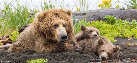 Alaskan Brown Bear Leaps Into Action To Protect Her Cubs