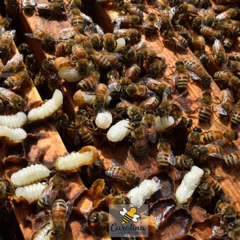 Baby Bees Where Are They Carolina Honeybees