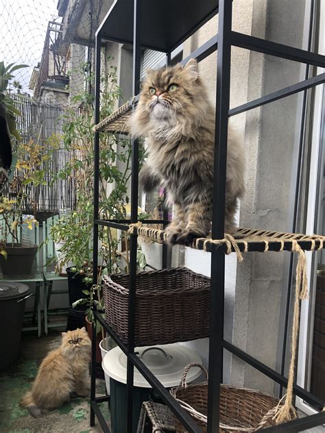 My cat fell from our balcony inside the house (it is about 12 feet in the air) and landed with a loud thud on our hardwood floor but was not hurt. Cat-Friendly Balcony Makeover: Before | Meow Lifestyle