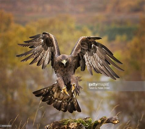 The Golden Eagle Landing Picture Id500015735 1024×918 Golden Eagle