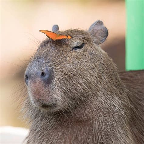 Capybara Positive Energy Capybaras Know Your Meme