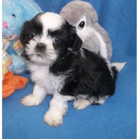 They can compete in agility, confirmation and obedience, often make wonderful therapy dogs, make the perfect companion or lap dog, very friendly and get along well with other dogs as well as small children.they. Housepuppies, Shih Tzu Breeder in Serving All The U.s., Oklahoma