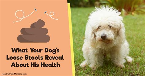 What Your Dogs Loose Stools Reveal About His Health