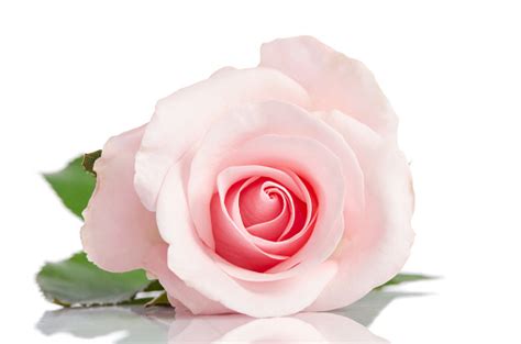 Beautiful Single Pink Rose Lying Down On A White Background Stock Photo