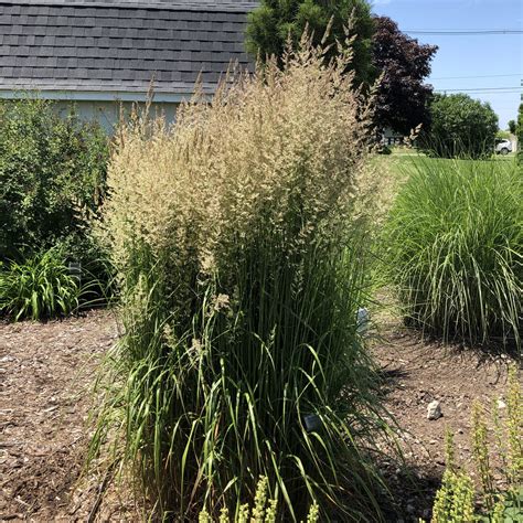 Calamagrostis Karl Foerster Buy Feather Reed Grass Perennials Online