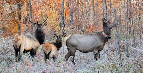 Sixty Elk Released Into Wisconsin Rocky Mountain Elk Foundation