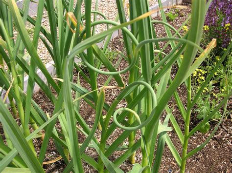 Garlic Scapes That Bloomin Garden