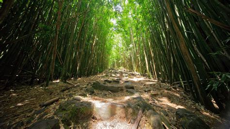 27 Hilarious Bamboo Puns Punstoppable 🛑