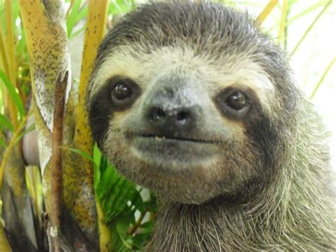 Free Download Cute Funny Animalz Funny Sloth New Nice Images And