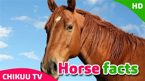 Learn Horse Horse Facts For Kids Learn About Horses