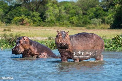 Baby Hippo Photos And Premium High Res Pictures Getty Images