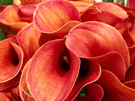 Crops are harvested during autumn. September's seasonal flowers. - Flowers of Bath