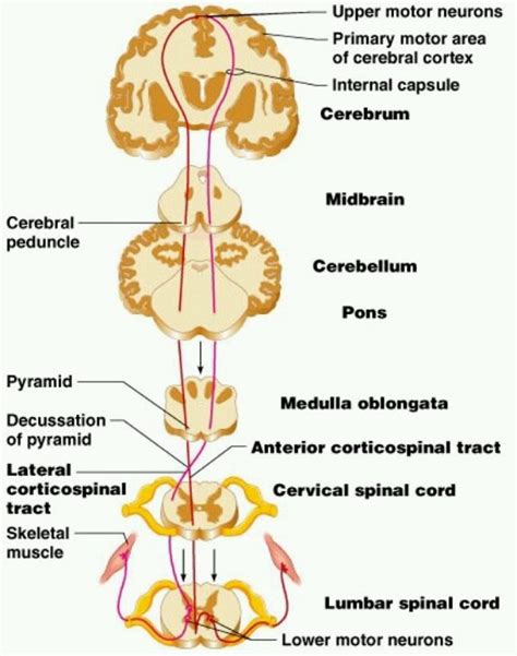 Pyramidal Tracts Nervous System Anatomy Brain Anatomy Medical Anatomy