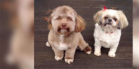 This Photo Of A Dog Who Looks Like A Human Is Freaking People Out The
