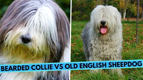 Old English Sheepdog Vs Bearded Collie Breed Comparison Youtube