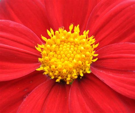 Red Flower With Yellow Center Bellevue Botanical Garden B Flickr