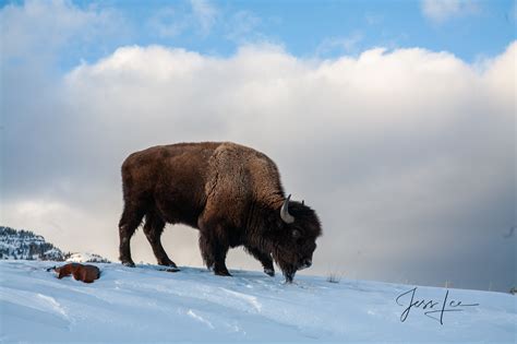 Wintering Bison During A Break In The Weather Yellowstone Wyoming