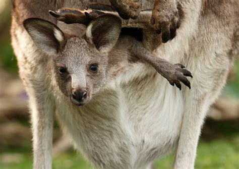Kangaroo With Baby In Pouch