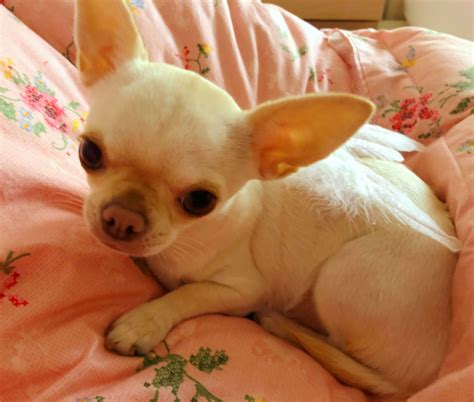 Pin By Holly Sherrill On Animals Chihuahua Puppies Baby Chihuahua