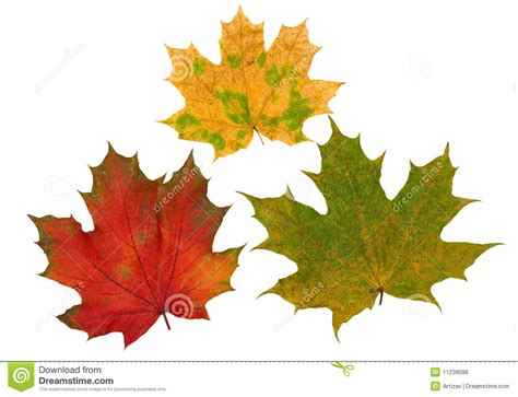 Red Yellow And Green Maple Leaves Stock Photo Image Of Park Autumn
