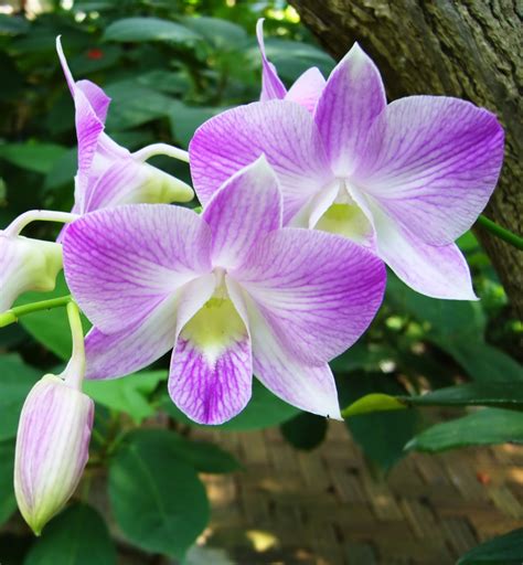 Orchid Flower Images With Names List Of The Most Popular Flowers