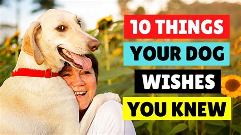 10 Things Your Dog Wishes You Knew 🐕💖 Dogs 101 Youtube