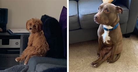 15 Photos Of Dogs Sitting Like Humans The Animal Rescue Site News