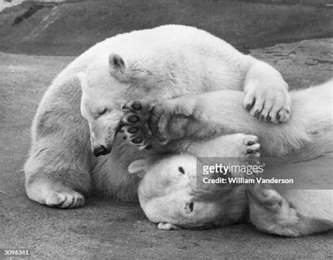 Cute Baby Polar Bears Photos And Premium High Res Pictures Getty Images