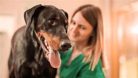 Nerve Sheath Tumor In Dogs Symptoms Causes And Treatments Dogtime