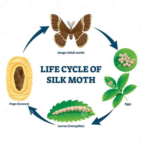 Silk Moth Life Cycle Illustrated Vector Diagram Stock Vector