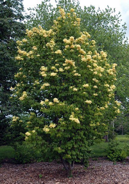 Peking Lilac Beijing Gold Distinguishing Characteristics Include Unusual Primrose Yellow