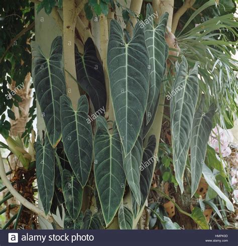 We did not find results for: Black gold Philodendron (Philodendron andreanum or Philodendron Stock Photo: 133263549 - Alamy