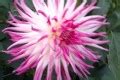 B Varieties Colorado Dahlia Society