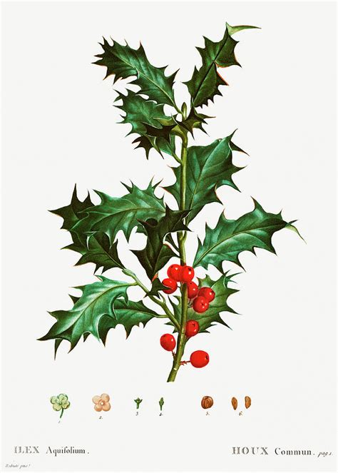 Vintage Christmas Mistletoe Painting By Gareth Johnson