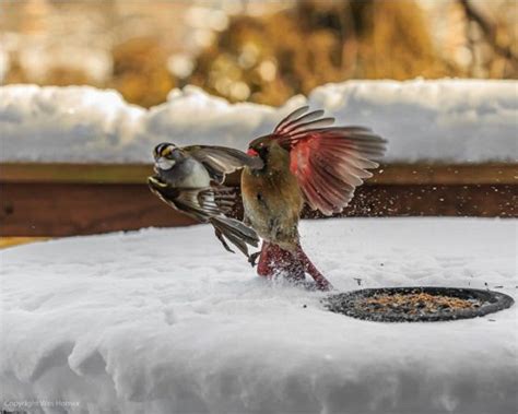 Cardinals Birds Fighting Cardinal Birds Birds Red Cardinal