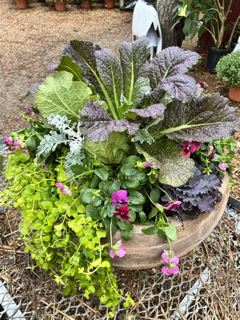 Ornamental Cabbage Kale And Greens The Good Earth Garden Center