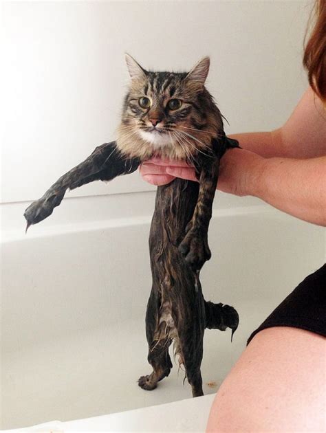 Wet Cats FunCage