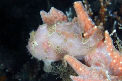 Img0940wa Ocellated Frogfish Fowlerichthys Ocellatus Flickr