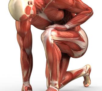 Anatomie Corps Humain Muscles Hot Sex Picture