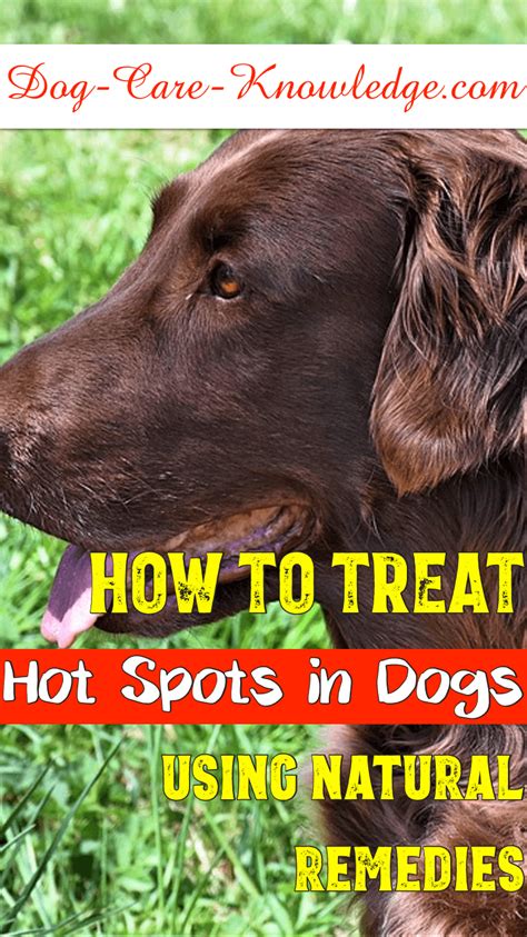 Canine Hot Spots Home Remedy